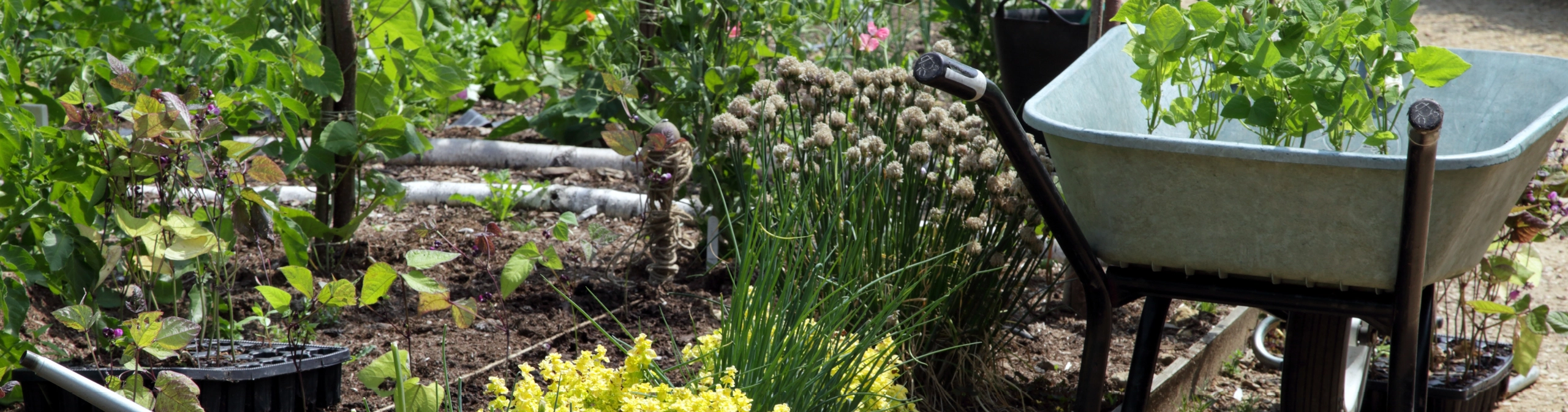 Allotment — Cornerstones curriculum project
