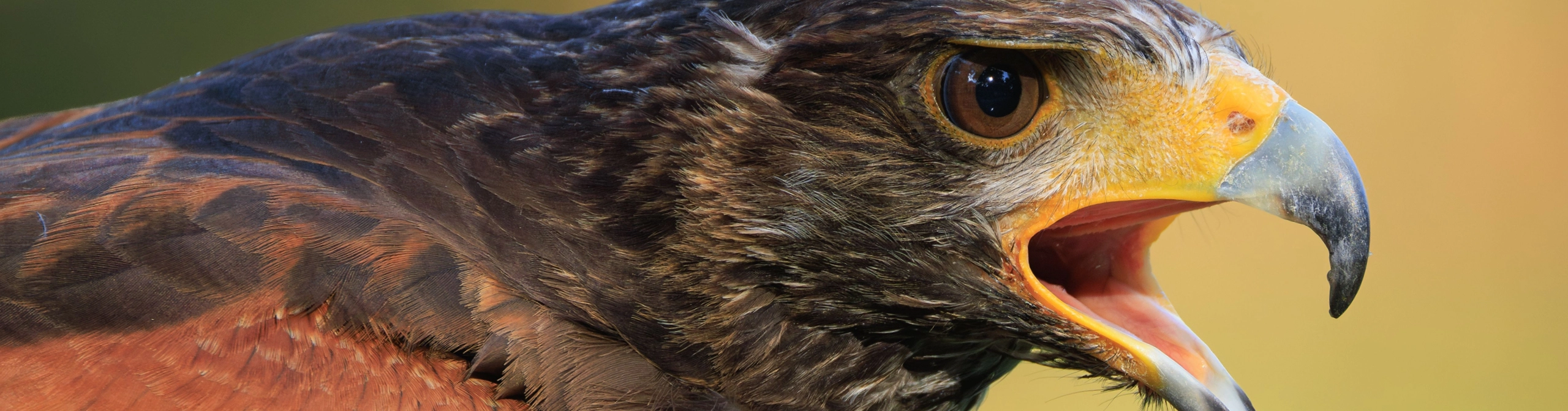 Predator! — Cornerstones curriculum project