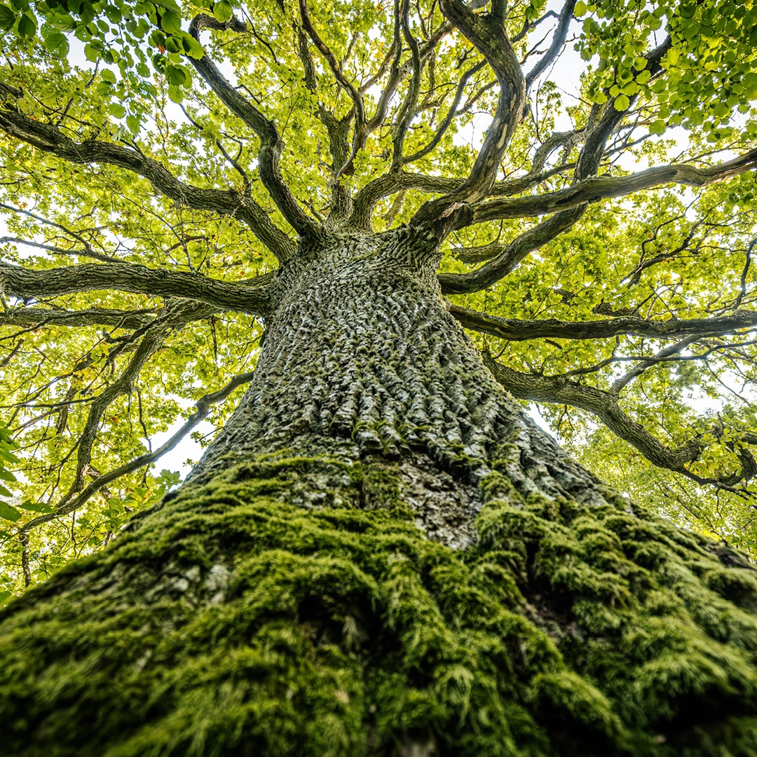 From acorns to oak trees