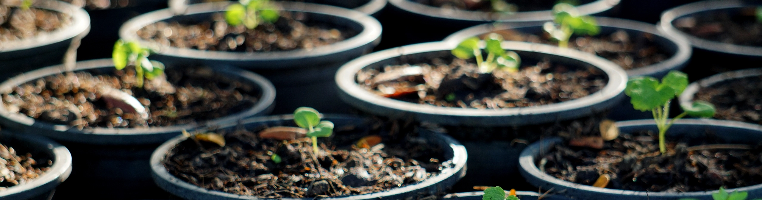 Grow, Thrive and Survive project banner