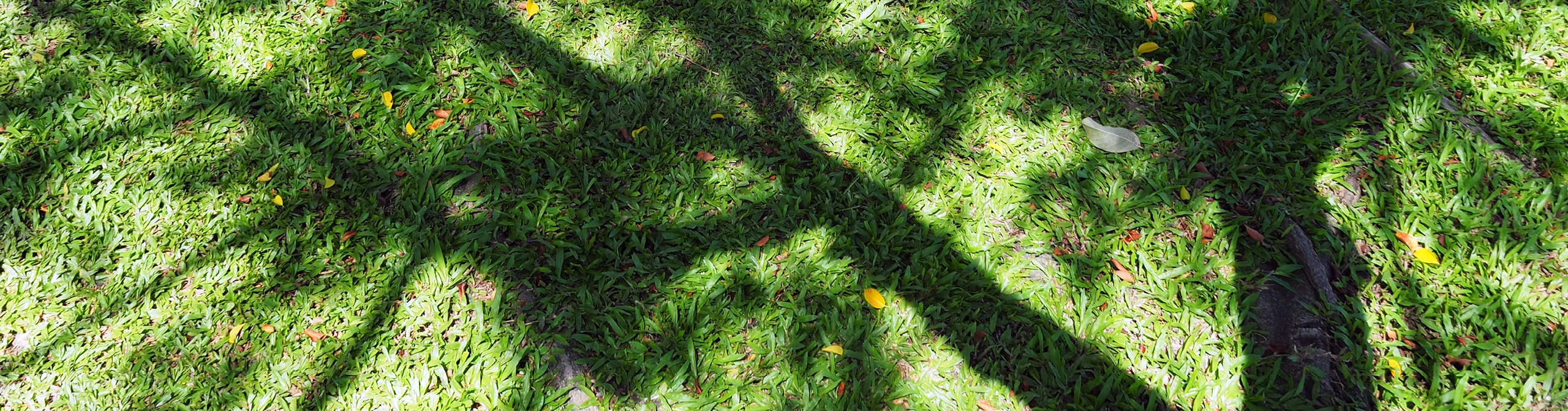 Sunlight and Shadows
