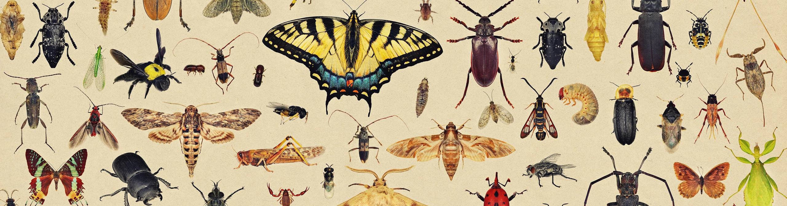 Winged Wonders